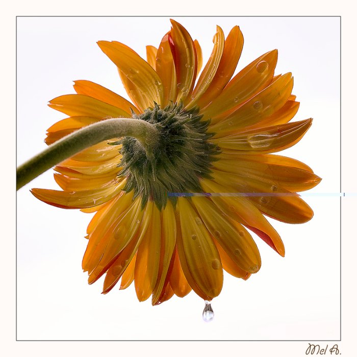 08 - Gerbera.jpg